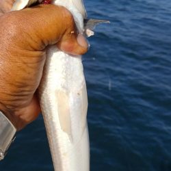 潮が動けどキスは釣れず