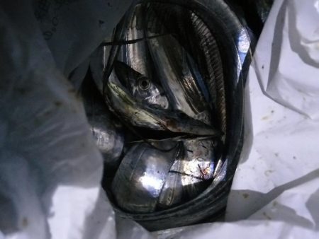 サゴシ、タチウオ調査