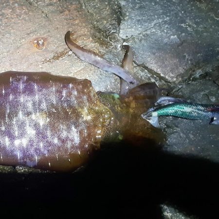 今年の磯ヒラマサには苦戦中