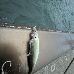 アジしか勝たん