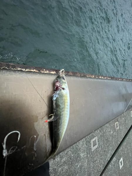 アジしか勝たん