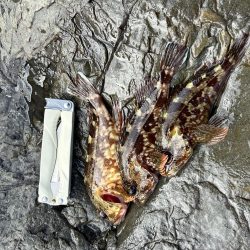 イカ調査！本命ガシラ