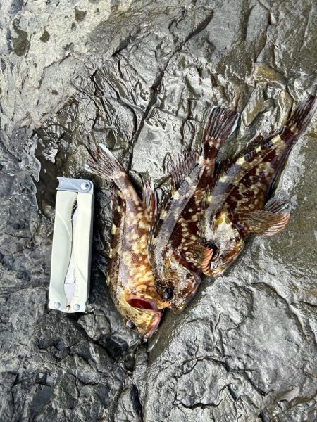 イカ調査！本命ガシラ