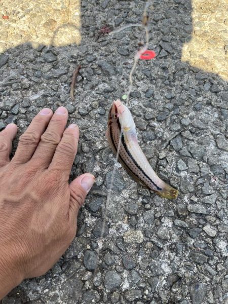 アジしか勝たん③