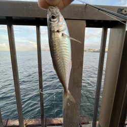 アレ達成ならず