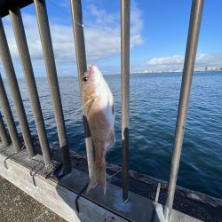 やっぱアジしか勝たん