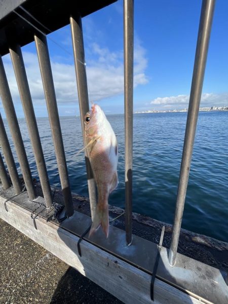 やっぱアジしか勝たん