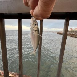 人多め　ウリボウも多め