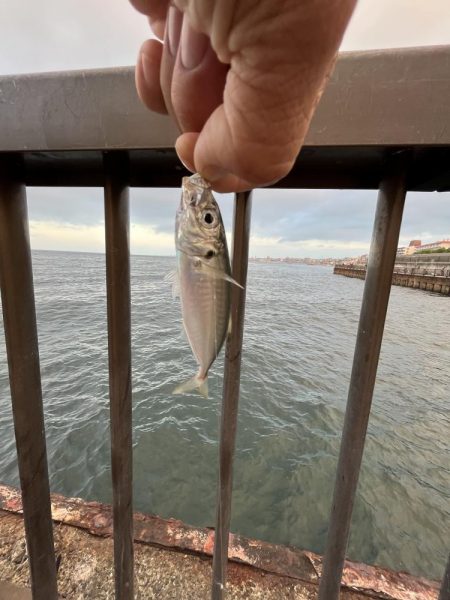 人多め　ウリボウも多め