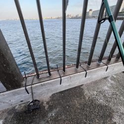 アジの時期長い