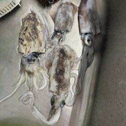 今年初秋エギング〜