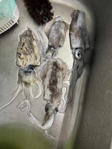 今年初秋エギング〜