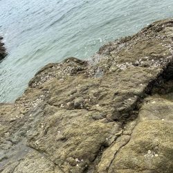 良い型揃ってます