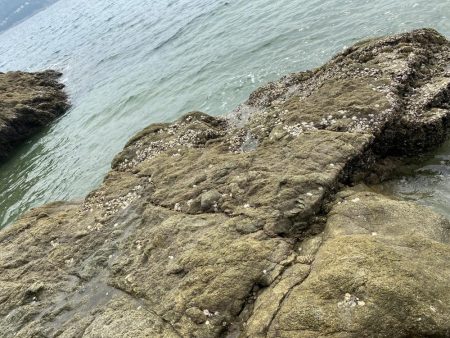 良い型揃ってます