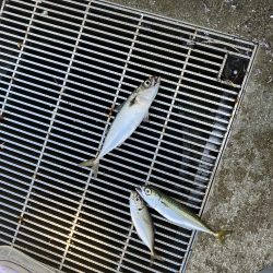 ファミリーフィッシング