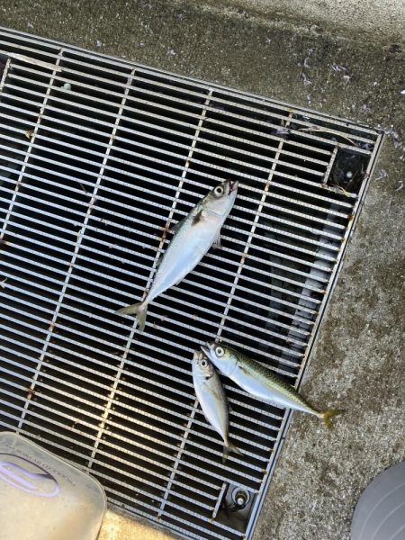 ファミリーフィッシング