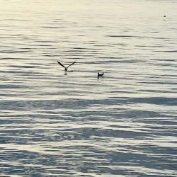 今日はゲット^_^