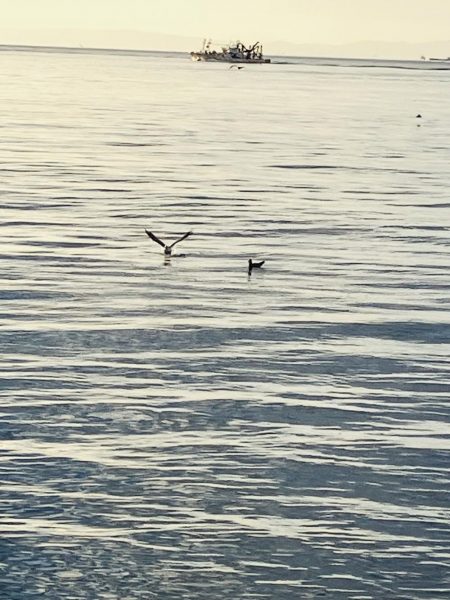 今日はゲット^_^