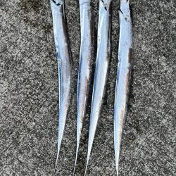 今シーズン初タチウオ