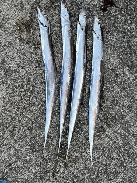 今シーズン初タチウオ