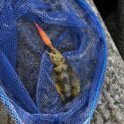 アオリイカ復活！