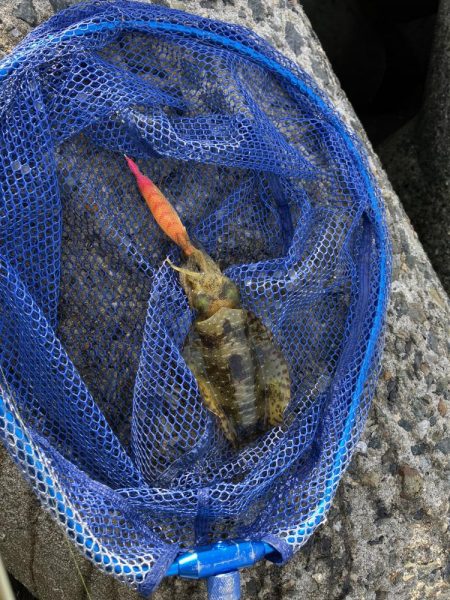 アオリイカ復活！