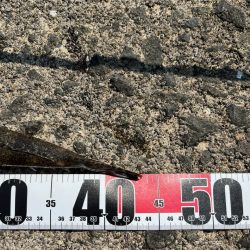 マゴチイベント