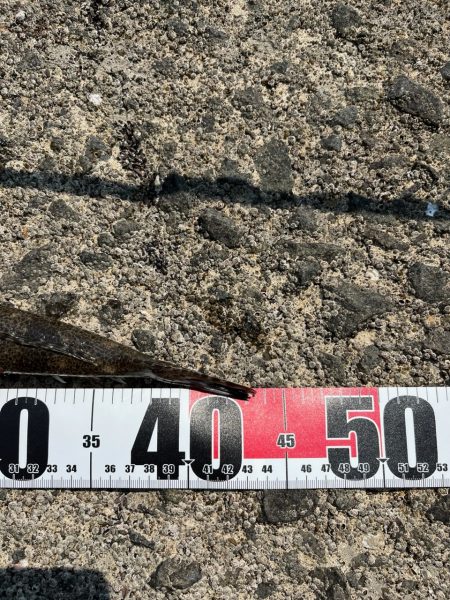 マゴチイベント