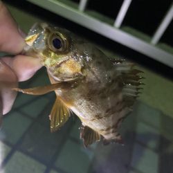 アジ絨毯！えぐすぎる釣り場