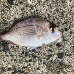 紀州釣り、胴突き