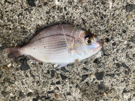 紀州釣り、胴突き