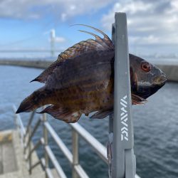 岩屋でサビキ釣り