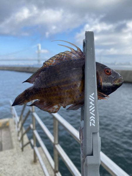 岩屋でサビキ釣り