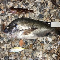 良型チヌに大型バラシ3連発！