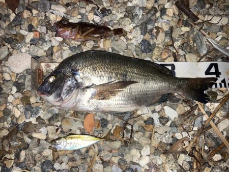 良型チヌに大型バラシ3連発！