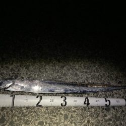 久しぶりの太刀魚