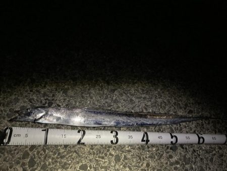 久しぶりの太刀魚