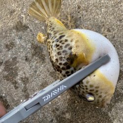 有力な情報ゲッツ