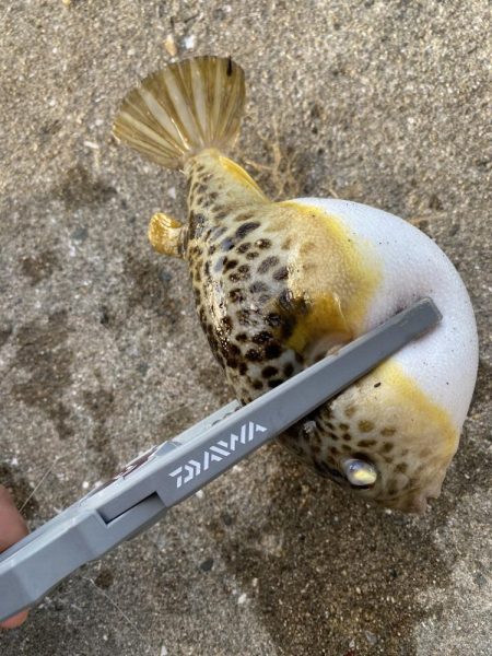 有力な情報ゲッツ