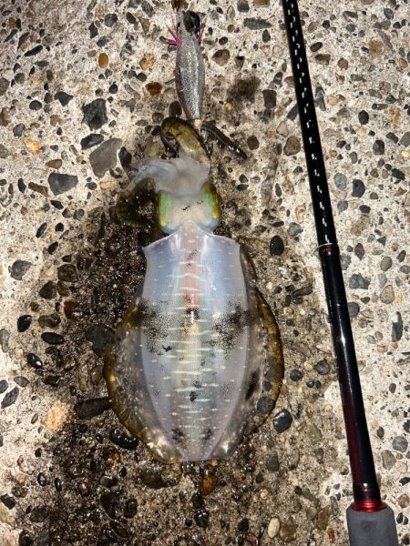 エギング高活性