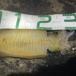 2023 佐渡ヶ島エギング 13回目【9月18日】