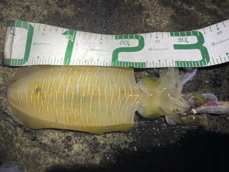 2023 佐渡ヶ島エギング 13回目【9月18日】