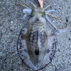 2023 佐渡ヶ島エギング 14回目【9月21日】