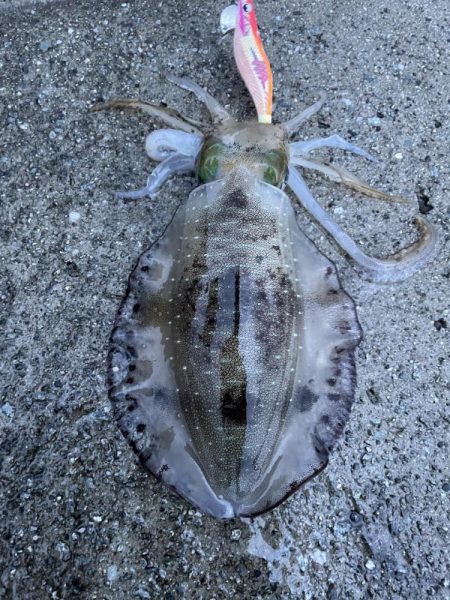 2023 佐渡ヶ島エギング 14回目【9月21日】