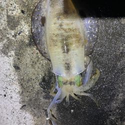 2023 佐渡ヶ島エギング 20回目【9月30日】