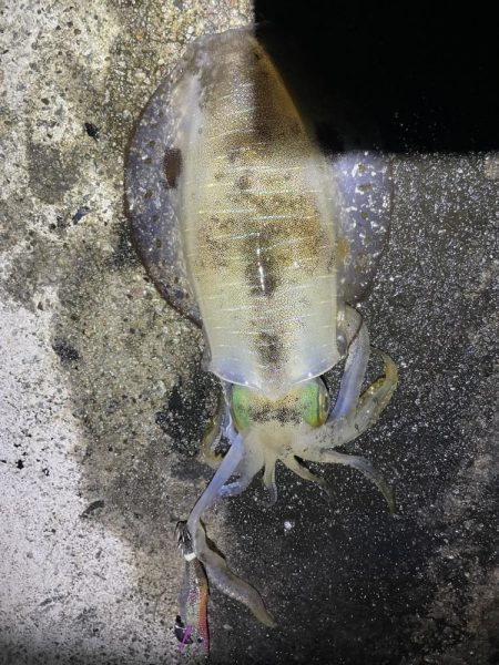 2023 佐渡ヶ島エギング 20回目【9月…