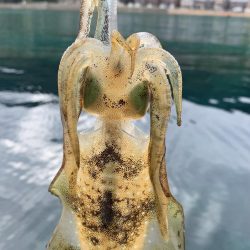 秋エギング開幕