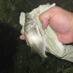 メッキのちセイゴ時々シマイサキ