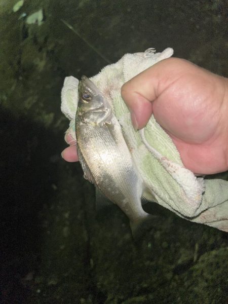 メッキのちセイゴ時々シマイサキ