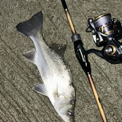 雨が降ったら出撃!